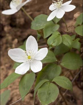 Fotografia 6 da espécie Anemone trifolia subesp. albida no Jardim Botânico UTAD