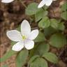 Fotografia 6 da espécie Anemone trifolia subesp. albida do Jardim Botânico UTAD