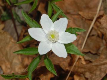 Fotografia da espécie Anemone trifolia subesp. albida