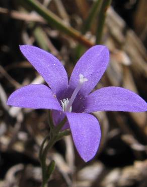 Fotografia 1 da espécie Campanula lusitanica subesp. lusitanica no Jardim Botânico UTAD