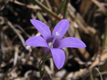 Fotografia da espécie Campanula lusitanica subesp. lusitanica