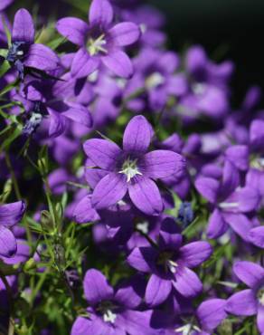 Fotografia 7 da espécie Campanula lusitanica subesp. lusitanica no Jardim Botânico UTAD