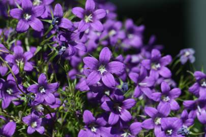 Fotografia da espécie Campanula lusitanica subesp. lusitanica