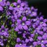 Fotografia 7 da espécie Campanula lusitanica subesp. lusitanica do Jardim Botânico UTAD