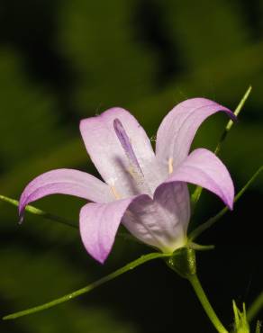 Fotografia 8 da espécie Campanula lusitanica subesp. lusitanica no Jardim Botânico UTAD