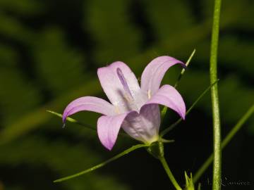 Fotografia da espécie Campanula lusitanica subesp. lusitanica