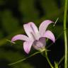 Fotografia 8 da espécie Campanula lusitanica subesp. lusitanica do Jardim Botânico UTAD