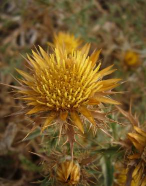 Fotografia 1 da espécie Carlina corymbosa no Jardim Botânico UTAD