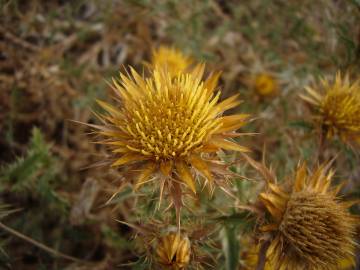 Fotografia da espécie Carlina corymbosa