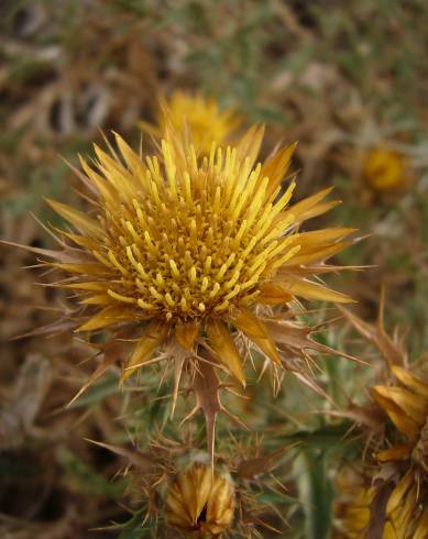 Fotografia de capa Carlina corymbosa - do Jardim Botânico