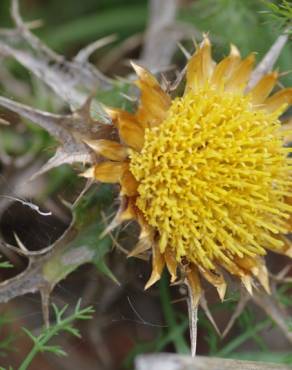 Fotografia 4 da espécie Carlina corymbosa no Jardim Botânico UTAD