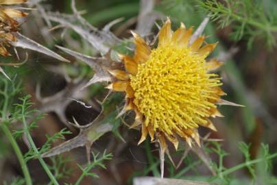 Fotografia da espécie Carlina corymbosa