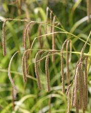 Fotografia da espécie Carex pendula