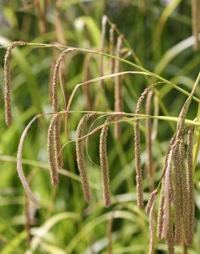 Fotografia 1 da espécie Carex pendula no Jardim Botânico UTAD