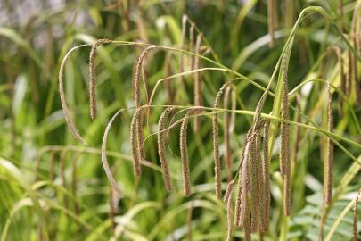 Fotografia da espécie Carex pendula