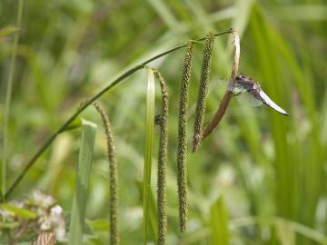 Fotografia da espécie Carex pendula