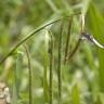 Fotografia 2 da espécie Carex pendula do Jardim Botânico UTAD