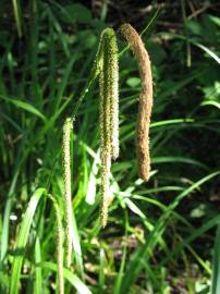 Fotografia da espécie Carex pendula