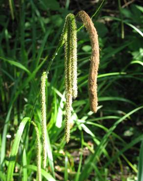 Fotografia 3 da espécie Carex pendula no Jardim Botânico UTAD