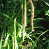 Fotografia 3 da espécie Carex pendula do Jardim Botânico UTAD
