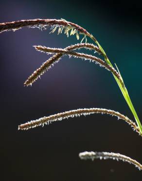 Fotografia 4 da espécie Carex pendula no Jardim Botânico UTAD
