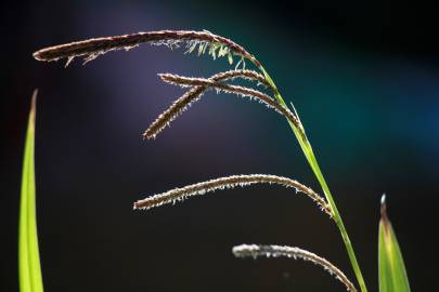 Fotografia da espécie Carex pendula