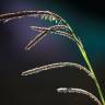Fotografia 4 da espécie Carex pendula do Jardim Botânico UTAD