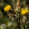 Fotografia 1 da espécie Centaurea melitensis do Jardim Botânico UTAD