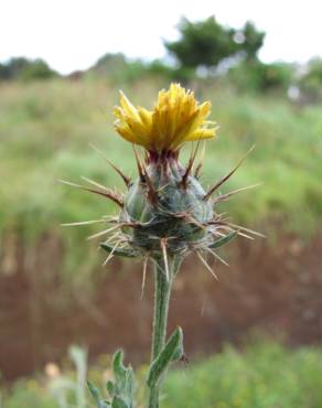 Fotografia 2 da espécie Centaurea melitensis no Jardim Botânico UTAD