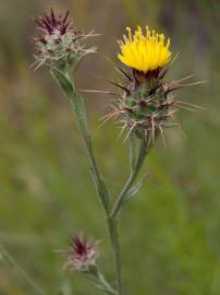 Fotografia da espécie Centaurea melitensis