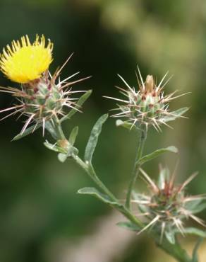 Fotografia 4 da espécie Centaurea melitensis no Jardim Botânico UTAD