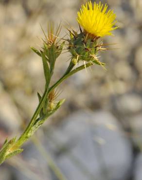 Fotografia 6 da espécie Centaurea melitensis no Jardim Botânico UTAD