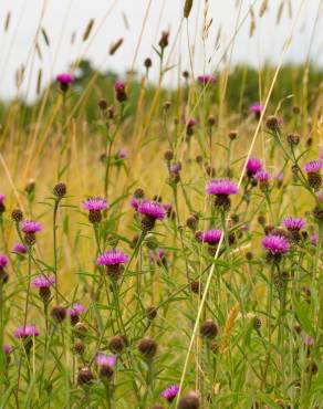 Fotografia 3 da espécie Centaurea nigra subesp. rivularis no Jardim Botânico UTAD