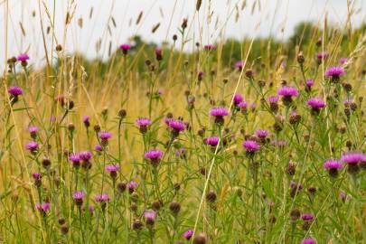 Fotografia da espécie Centaurea nigra subesp. rivularis