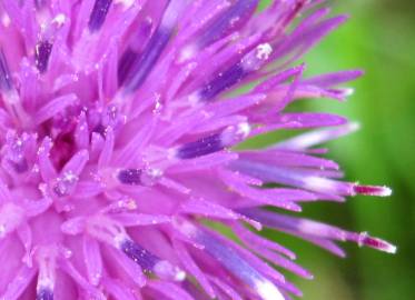 Fotografia da espécie Centaurea nigra subesp. rivularis