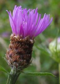 Fotografia da espécie Centaurea nigra subesp. rivularis