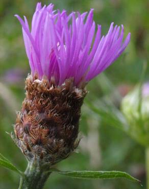 Fotografia 5 da espécie Centaurea nigra subesp. rivularis no Jardim Botânico UTAD