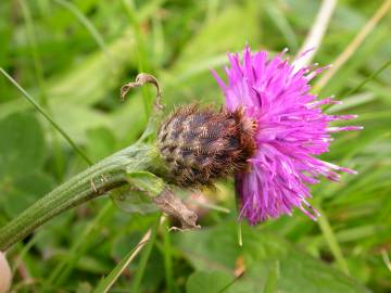 Fotografia da espécie Centaurea nigra subesp. rivularis