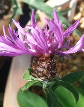 Fotografia 7 da espécie Centaurea nigra subesp. rivularis no Jardim Botânico UTAD