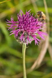 Fotografia da espécie Centaurea nigra subesp. rivularis