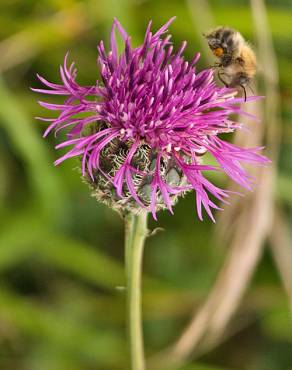 Fotografia 1 da espécie Centaurea nigra subesp. rivularis no Jardim Botânico UTAD