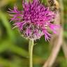 Fotografia 1 da espécie Centaurea nigra subesp. rivularis do Jardim Botânico UTAD