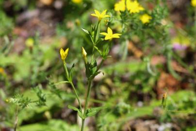 Fotografia da espécie Centaurium maritimum