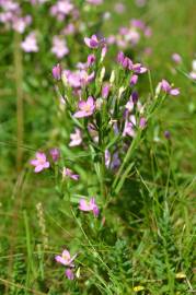 Fotografia da espécie Centaurium pulchellum subesp. tenuiflorum