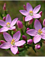 Centaurium pulchellum subesp. tenuiflorum