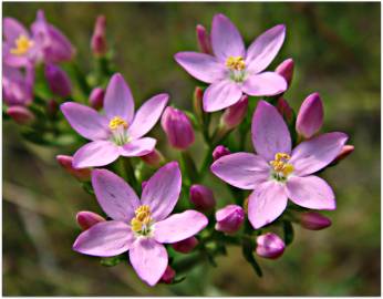 Fotografia da espécie Centaurium pulchellum subesp. tenuiflorum
