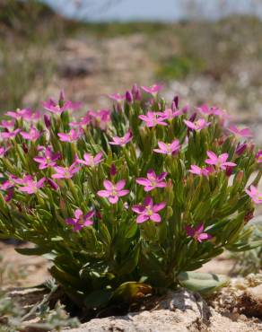 Fotografia 5 da espécie Centaurium pulchellum subesp. tenuiflorum no Jardim Botânico UTAD
