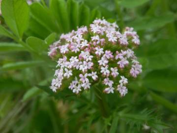 Fotografia da espécie Centranthus calcitrapae subesp. calcitrapae