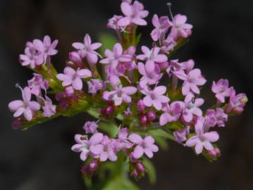 Fotografia da espécie Centranthus calcitrapae subesp. calcitrapae