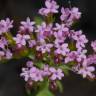 Fotografia 3 da espécie Centranthus calcitrapae subesp. calcitrapae do Jardim Botânico UTAD